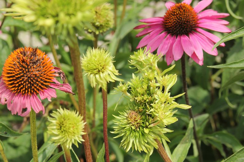 Know When A Flower Looks Diseased