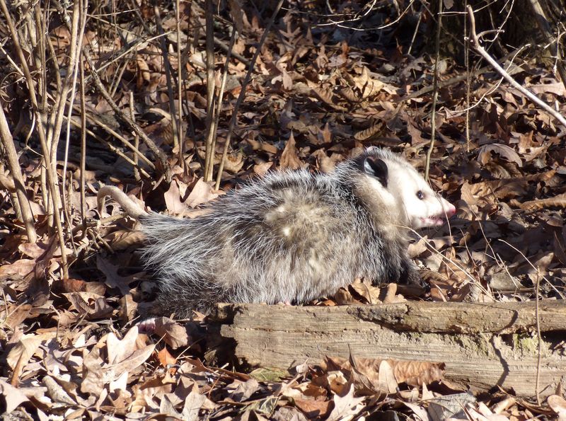 Know When To Leave The Opossum Alone Know When To Leave The Opossum Alone