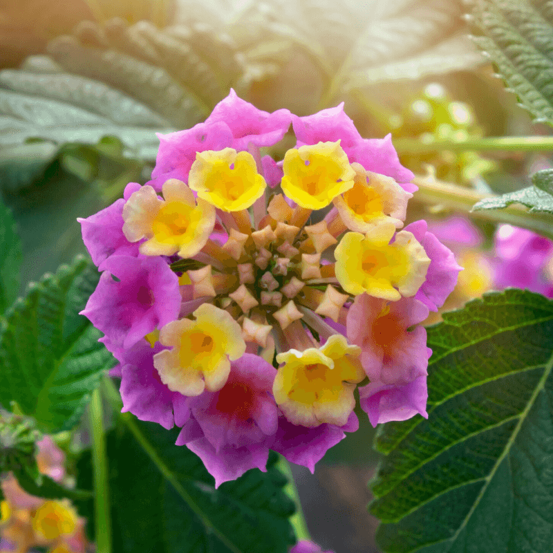 Know Which Flower Clusters To Remove