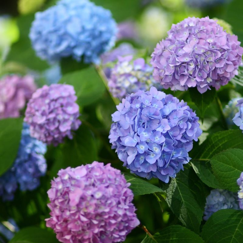 Know Which Hydrangea Type You Are Cutting