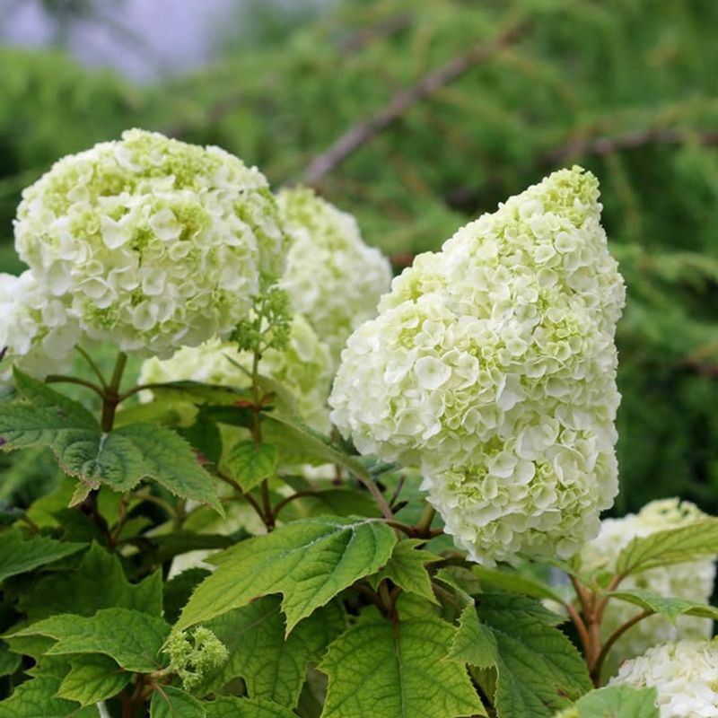 Know Which Hydrangea You Have Know Which Hydrangea You Have