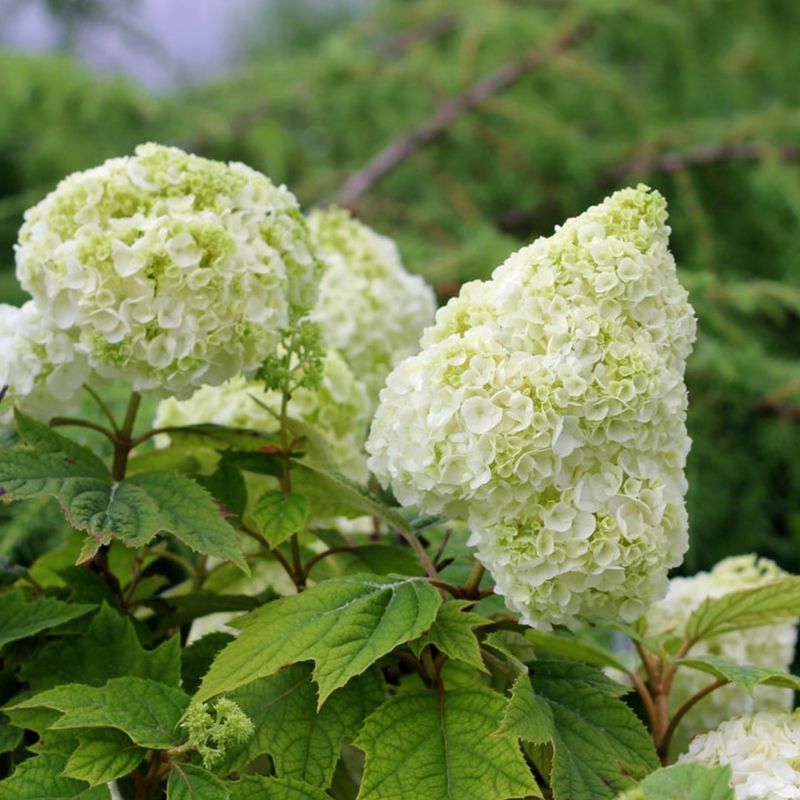 Know Which Hydrangeas Bloom On Old Wood