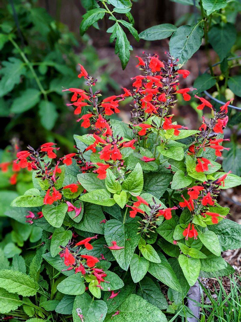 Know Which Sage You Are Pruning