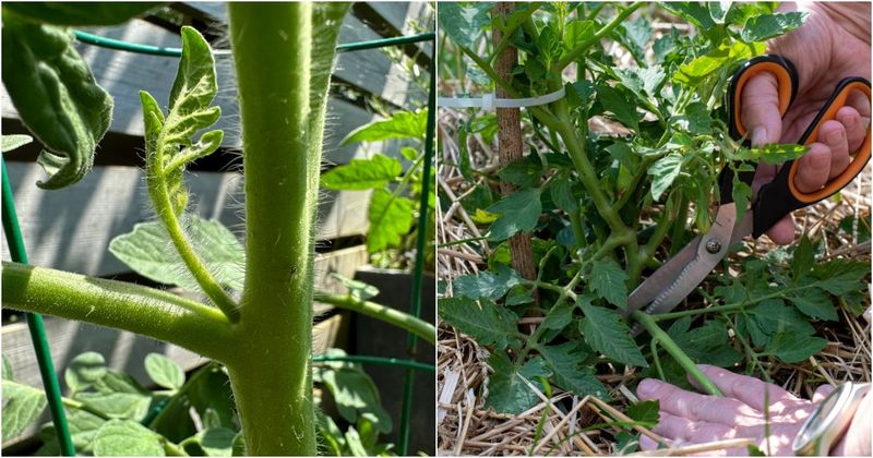 Know Which Tomatoes Should Not Be Stripped