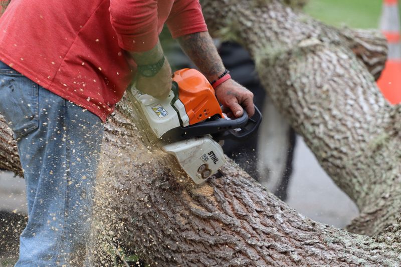 Know Who Owns The Tree Before You Cut Know Who Owns The Tree Before You Cut