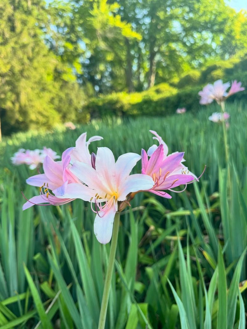 Know Why August Blooms Seem To Appear Overnight Know Why August Blooms Seem To Appear Overnight