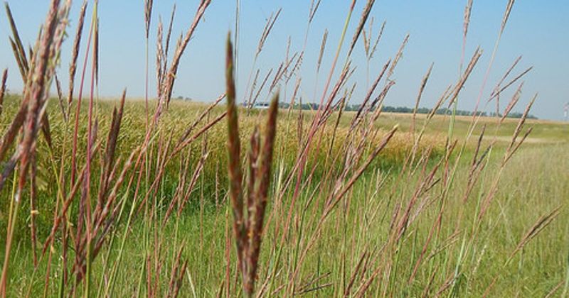 Know Why It Once Ruled Tallgrass Openings