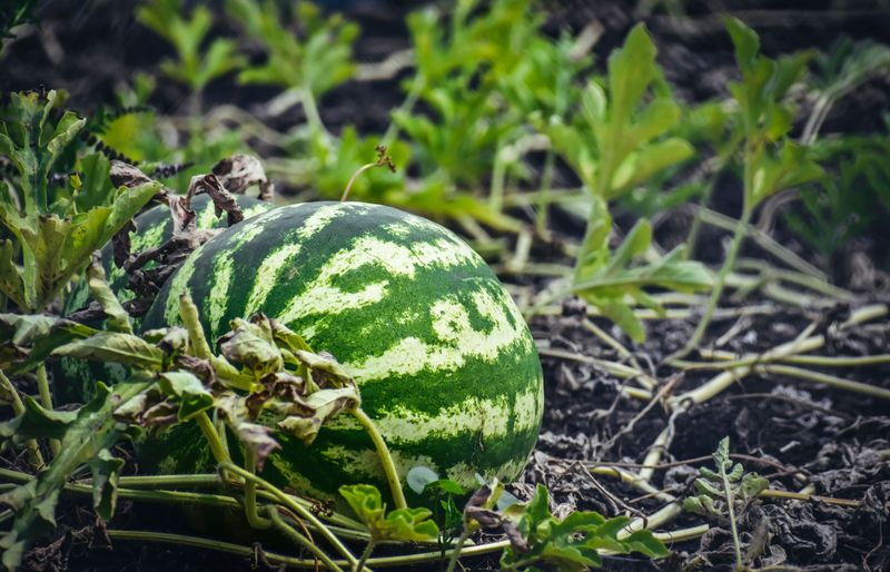 Knowing When A Tennessee Watermelon Is Ready To Cut