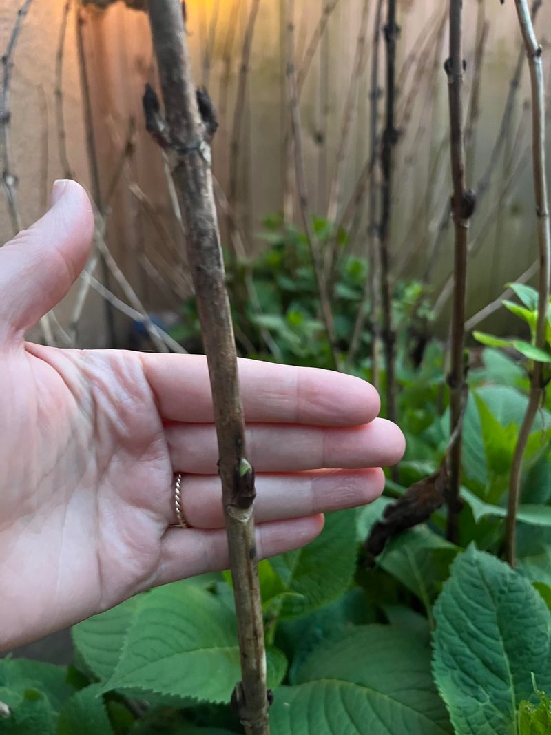 Knowing Which Stems To Remove Makes A Big Difference Knowing Which Stems To Remove Makes A Big Difference