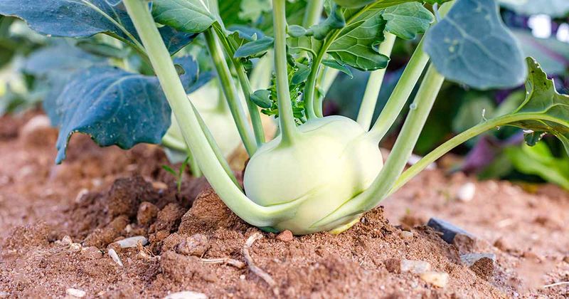 Kohlrabi Kohlrabi