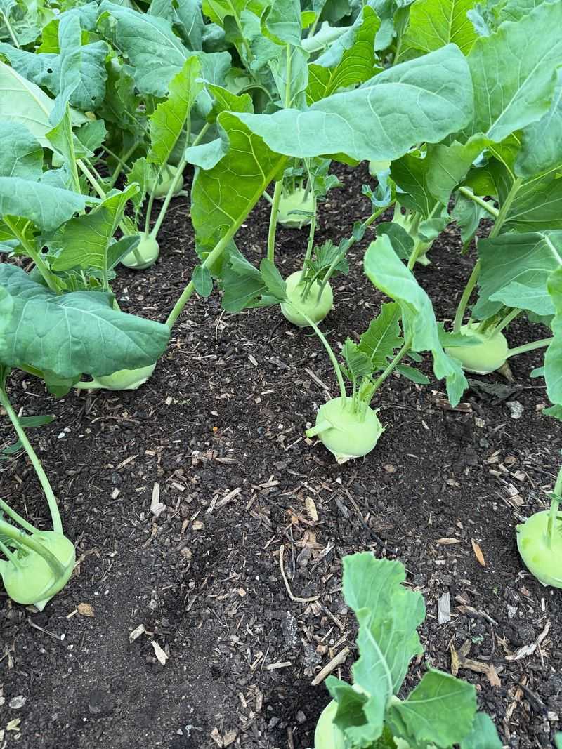 Kohlrabi Fits The Early August Planting Window