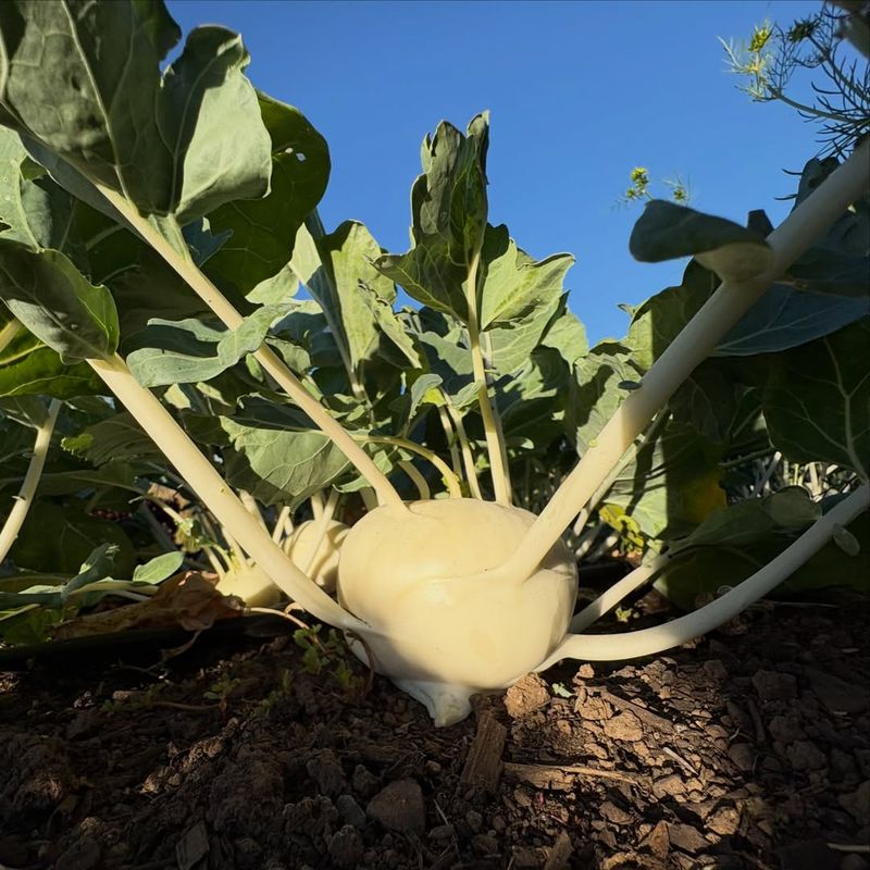 Kohlrabi Reaches Harvest Size Quickly