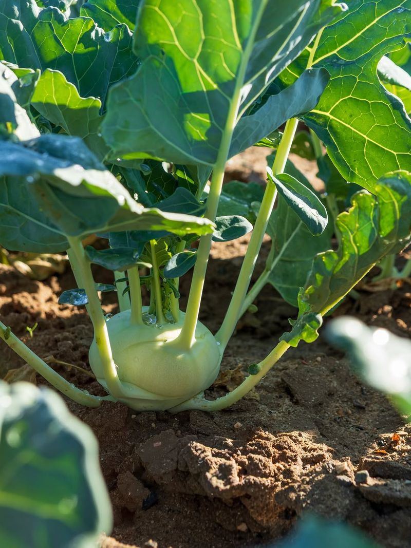 Kohlrabi Kohlrabi