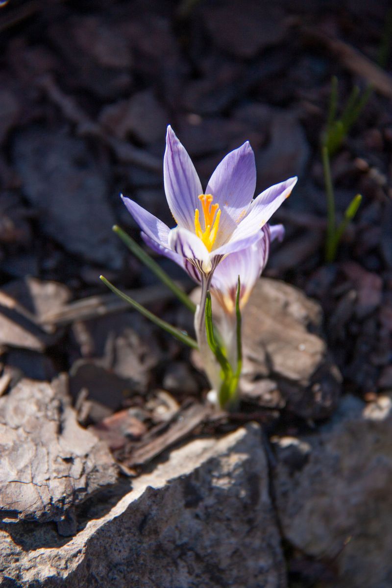 Kotschy's Crocus