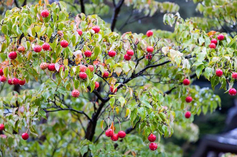 Kousa Dogwood