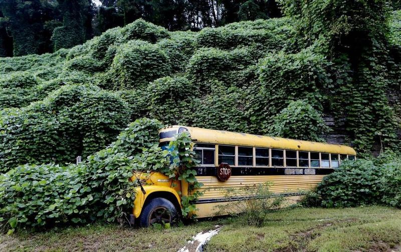 Kudzu Is Still Marching Across The South