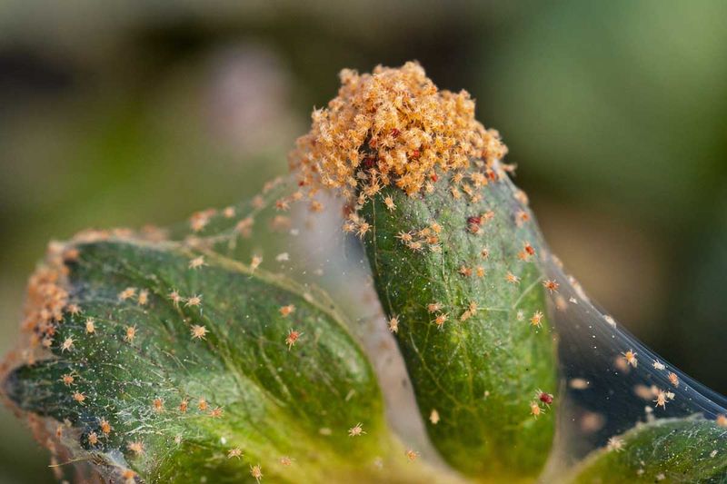 Lace Bugs Or Spider Mites Are Draining The Leaves