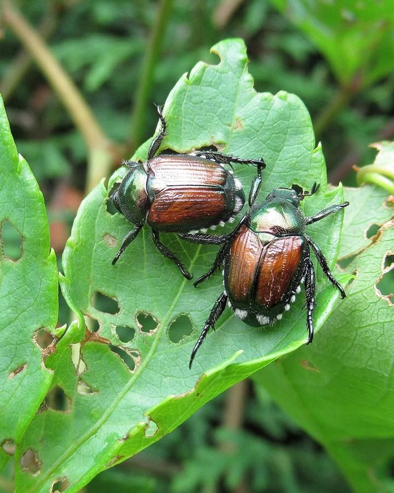 Lace-Like Leaves Suggest A More Serious Beetle Problem Lace-Like Leaves Suggest A More Serious Beetle Problem