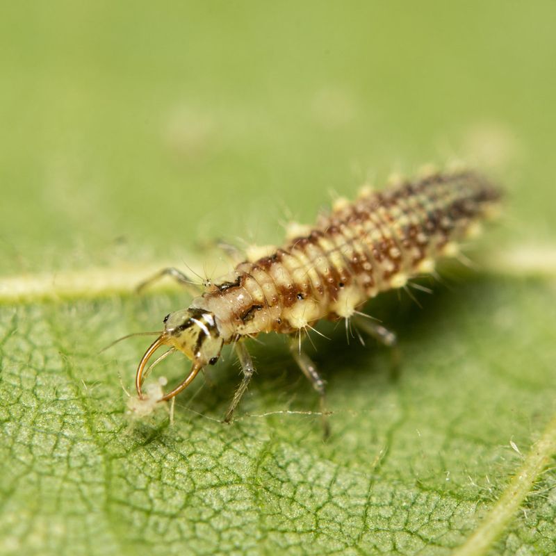 Lacewing Larvae