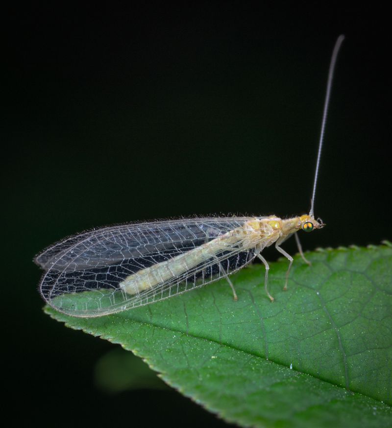 Lacewings Lacewings