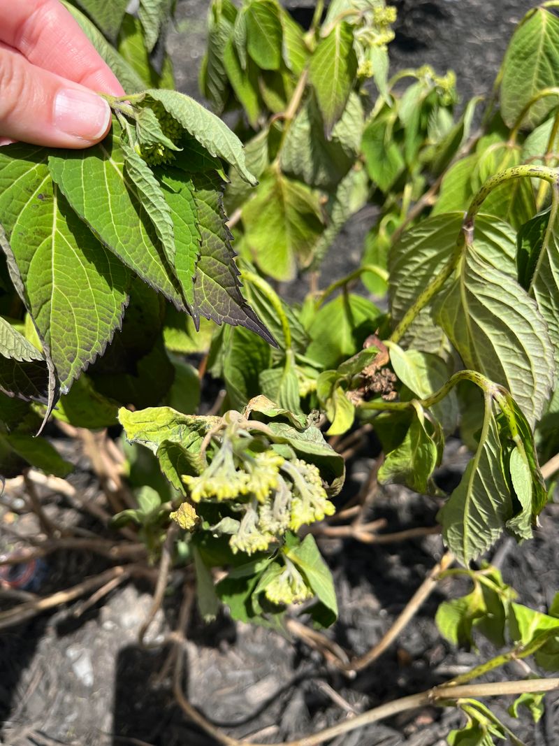 Lack Of Consistent Moisture Weakens Flowering