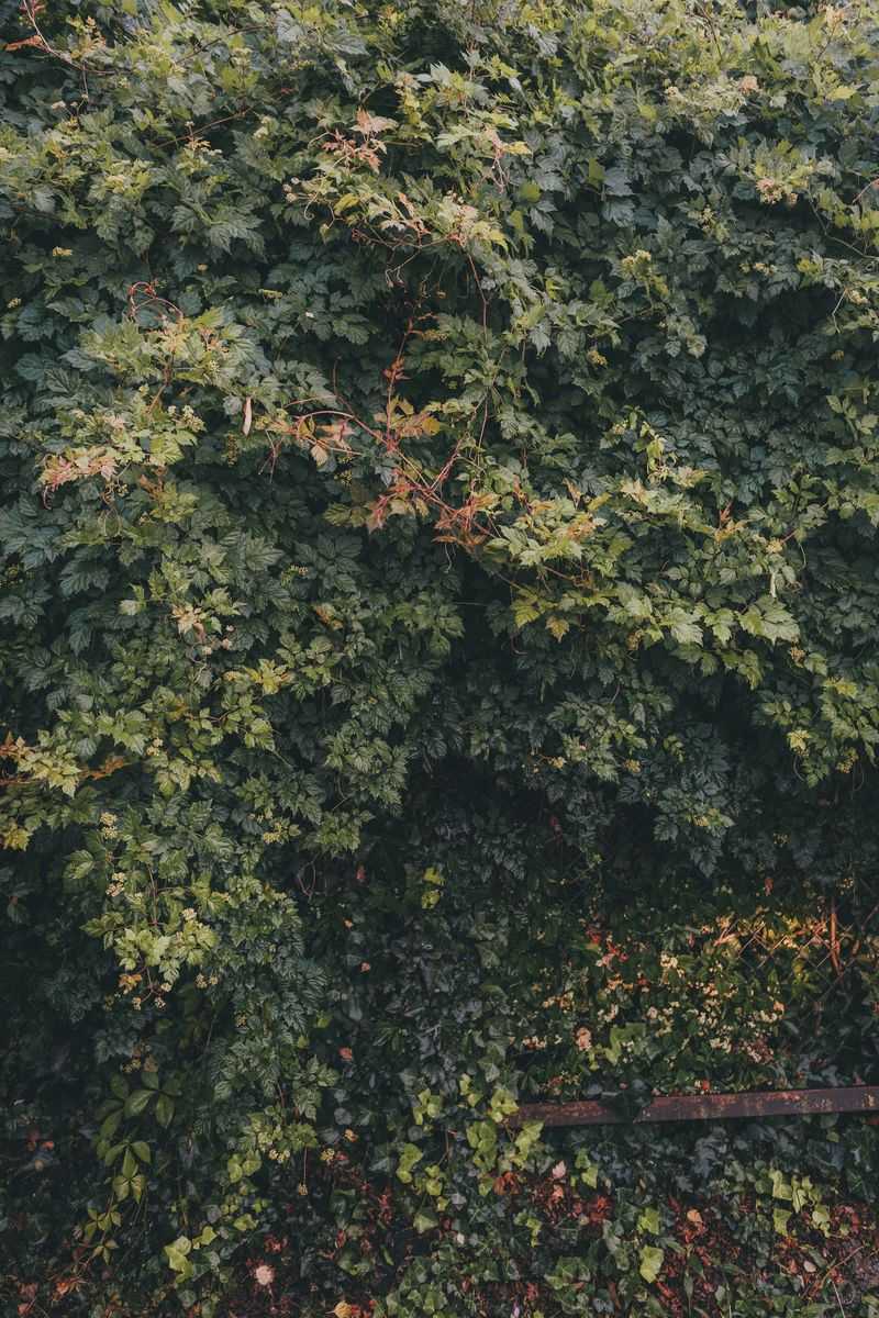 Lacking Dense Shrubby Cover Nearby