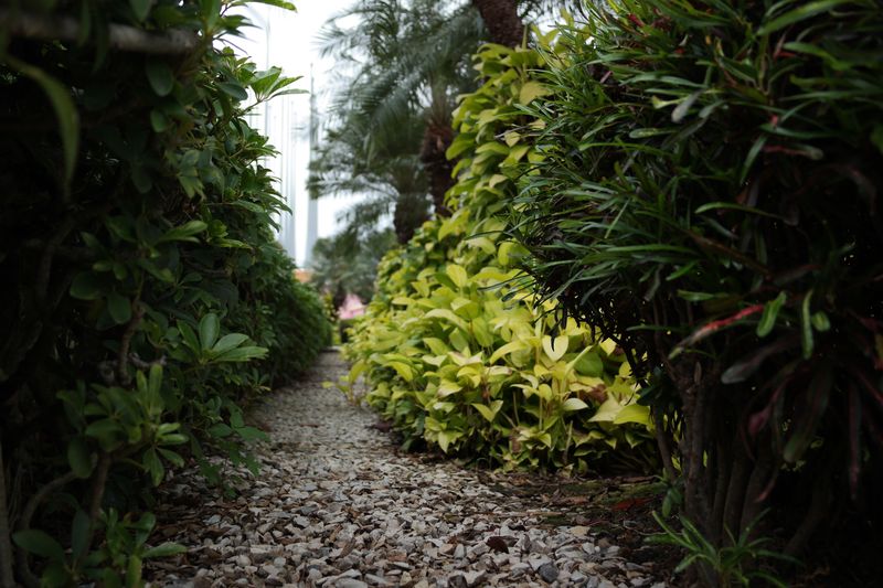 Lacking Proper Spacing Between Shrubs Lacking Proper Spacing Between Shrubs