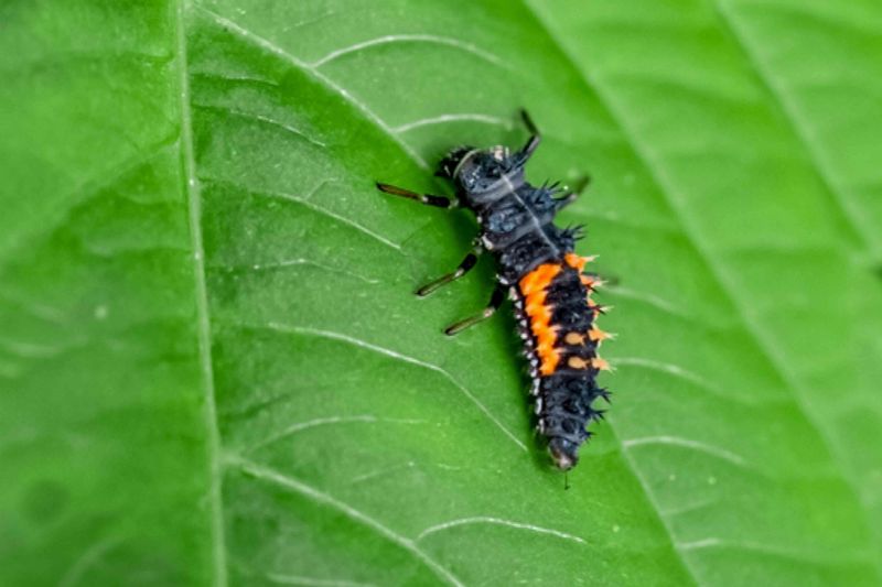 Lady Beetle Larvae