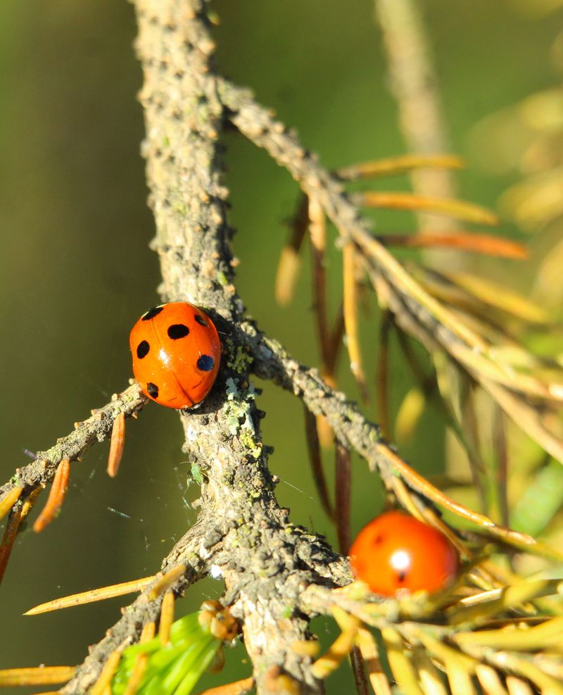 Ladybugs Ladybugs