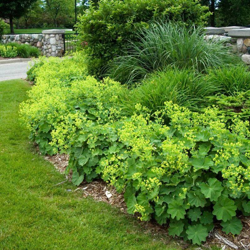Lady's Mantle Lady's Mantle