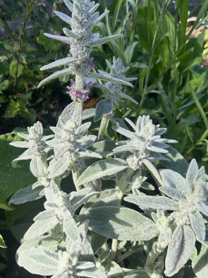 Lamb's Ear Is Known For Its Soft Silvery Foliage Lamb's Ear Is Known For Its Soft Silvery Foliage