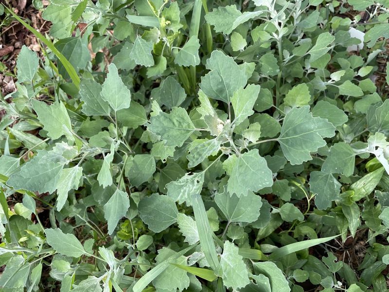 Lambsquarters Seeds Linger In Garden Beds Lambsquarters Seeds Linger In Garden Beds
