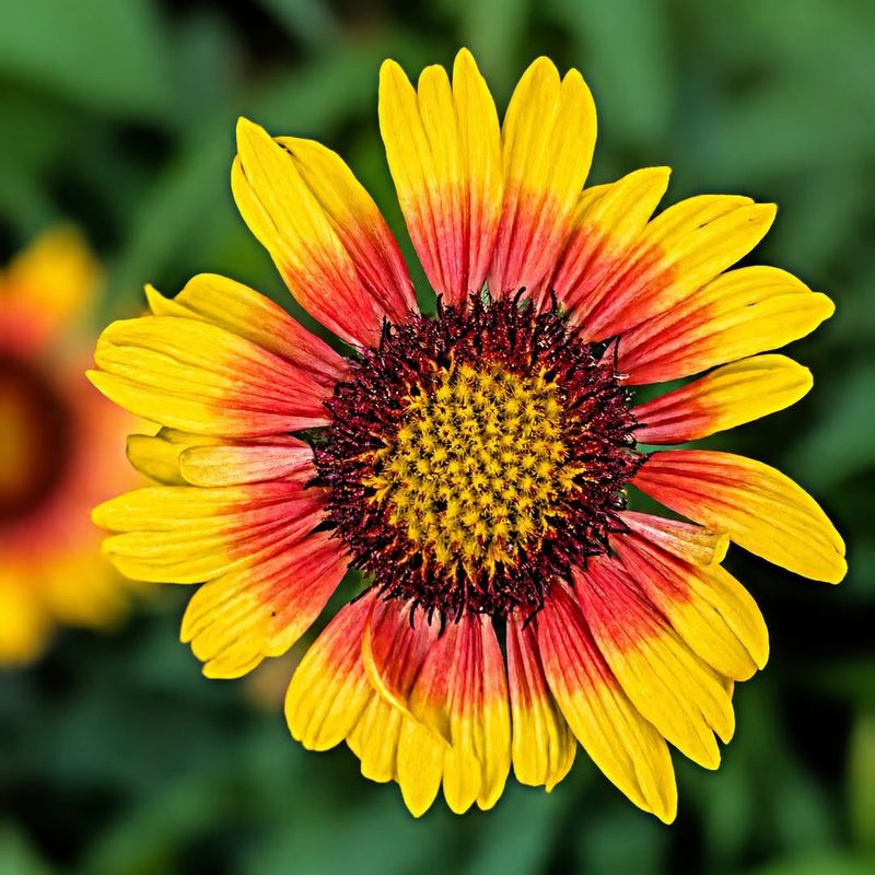 Lanceleaf Blanket Flower