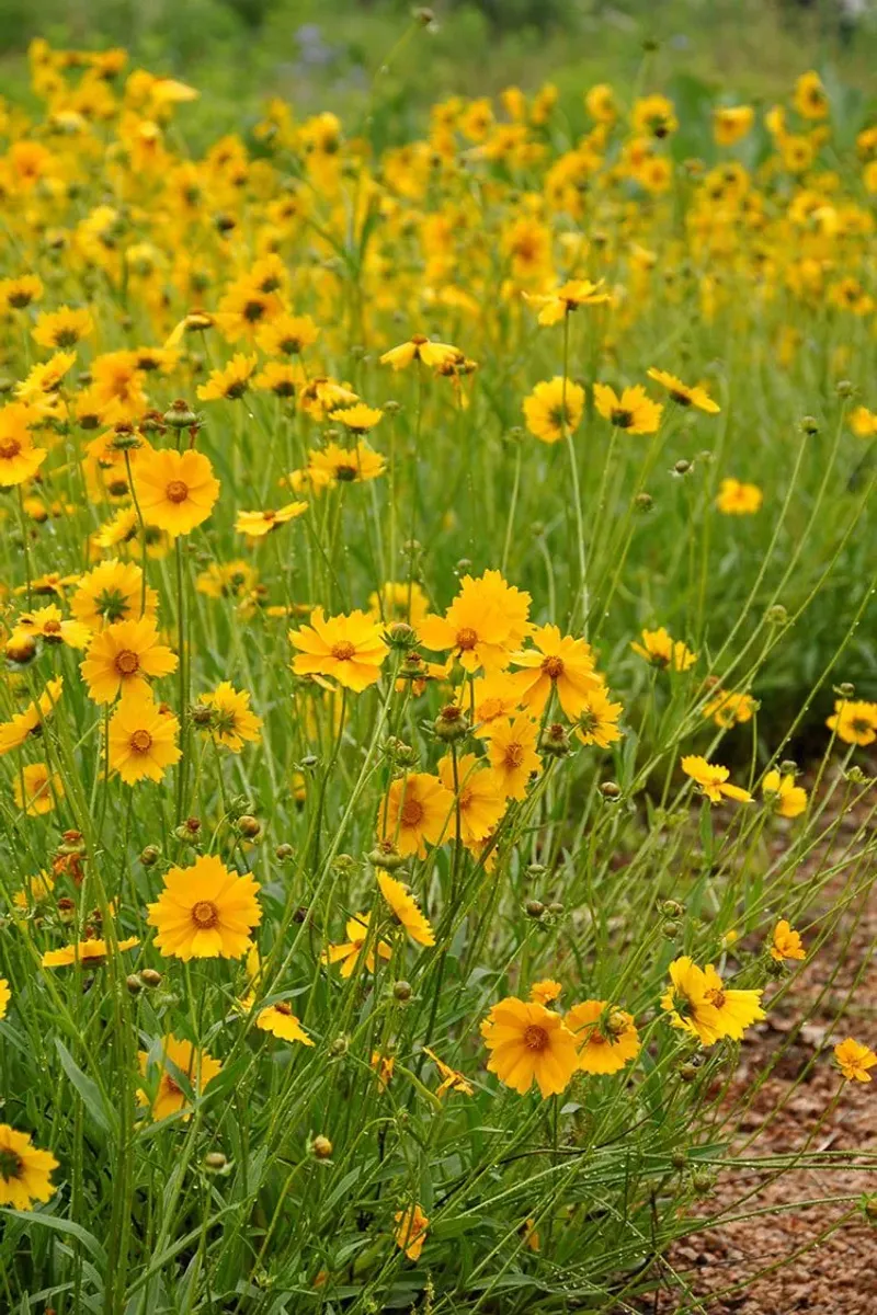 Lanceleaf Coreopsis Adds Golden Wallside Blooms Lanceleaf Coreopsis Adds Golden Wallside Blooms