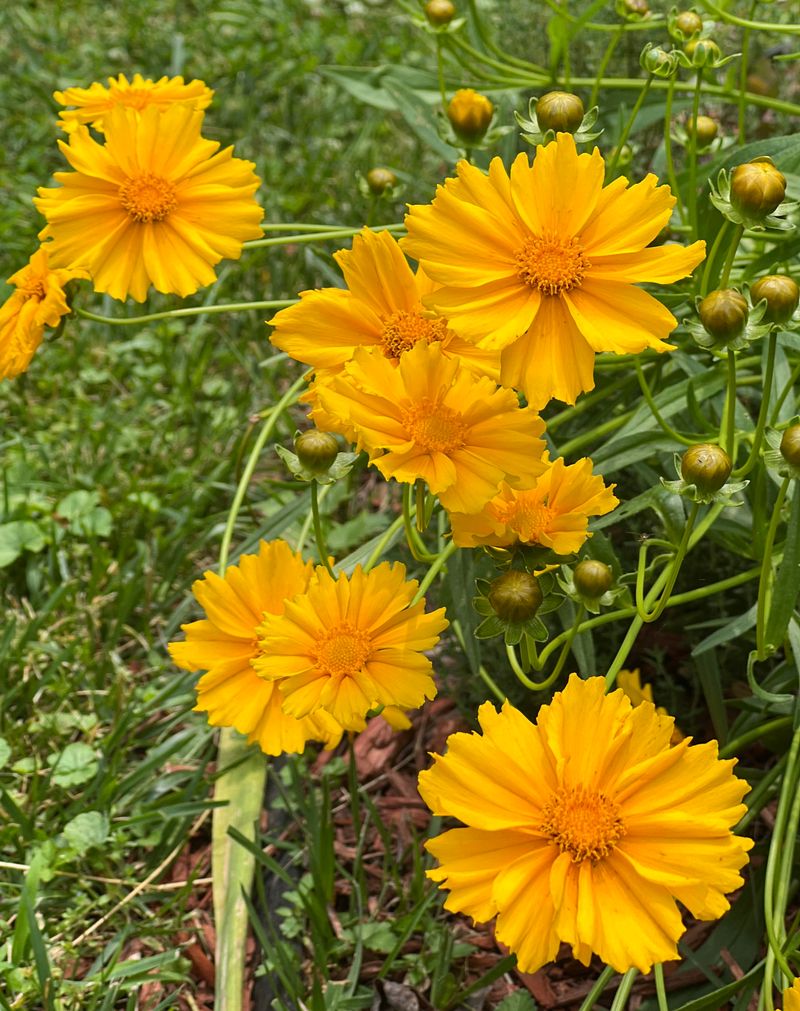 Lanceleaf Coreopsis