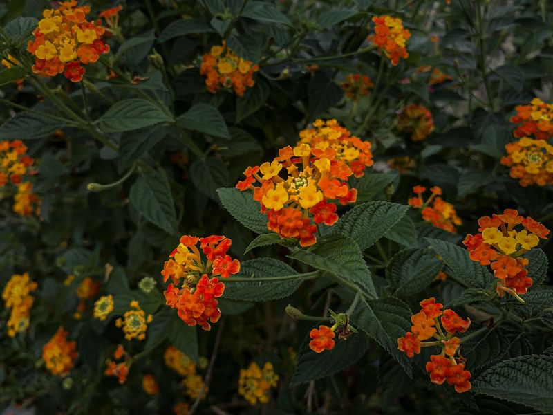 Lantana Lantana