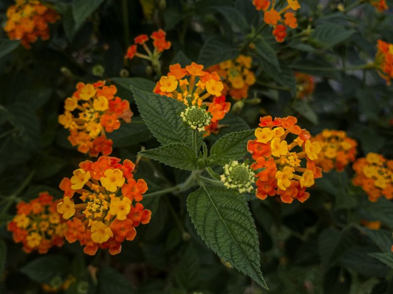 Lantana Lantana