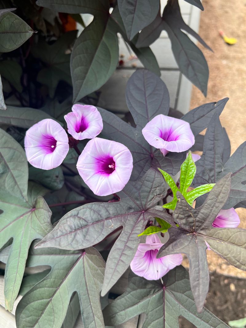Lantana And Sweet Potato Vine Handle Heat