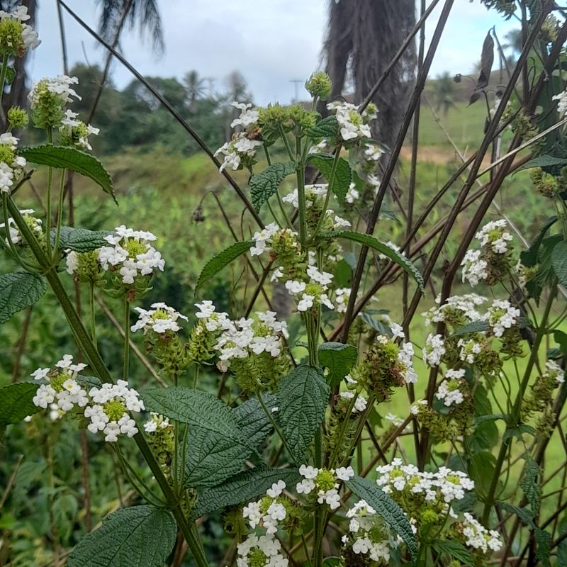 Lantana Can Be Trimmed Lightly Lantana Can Be Trimmed Lightly