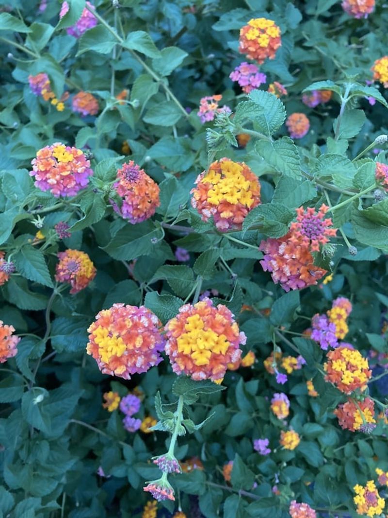 Lantana Can Become A Problem In Mild Areas