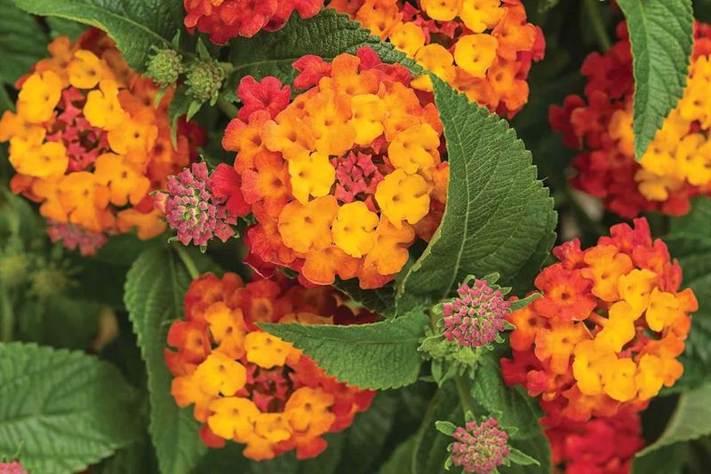 Lantana Handles Late-Summer Heat