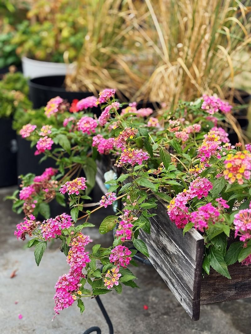 Lantana Produces More Blooms In Hot Weather Lantana Produces More Blooms In Hot Weather
