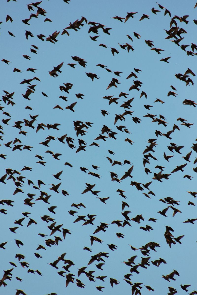 Large Flocks Signal Migration Season Nearby Large Flocks Signal Migration Season Nearby