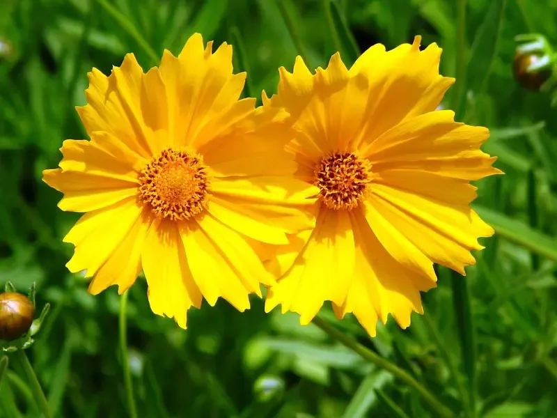 Large-Flowered Coreopsis Blooms Through Tough Spots Large-Flowered Coreopsis Blooms Through Tough Spots