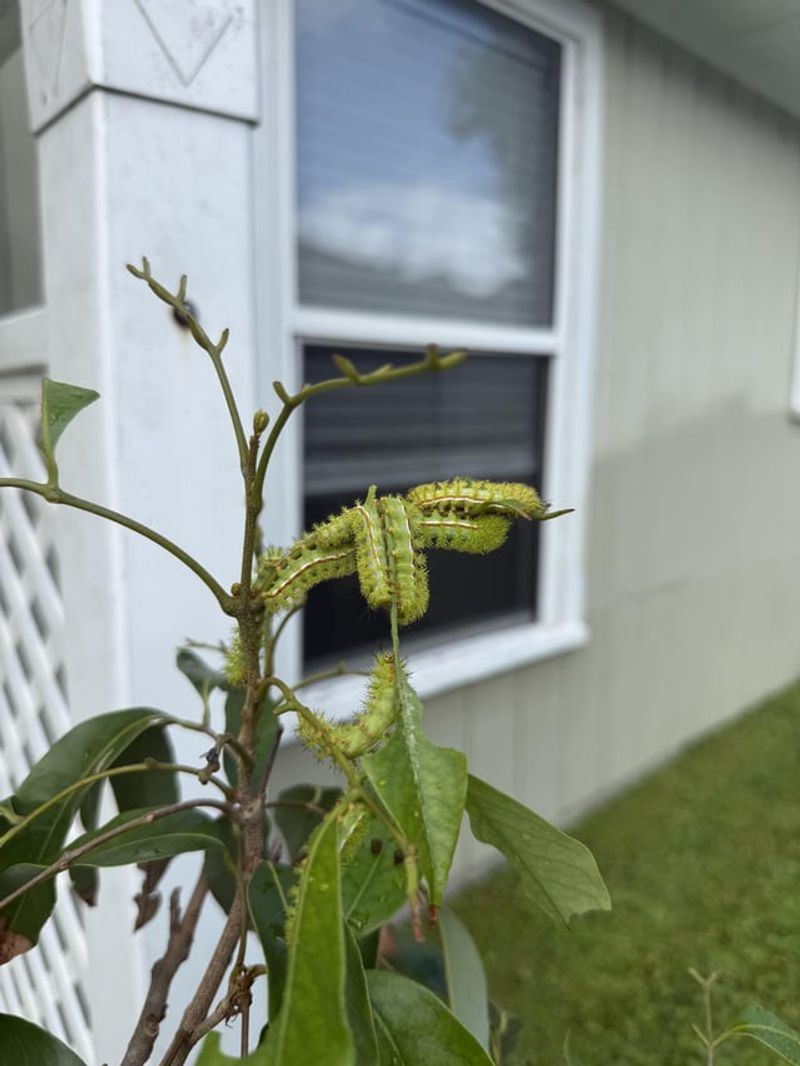 Large Groups Often Feed On The Same Plant