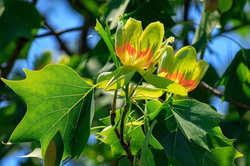 Large Leaves Create Dense Summer Shade