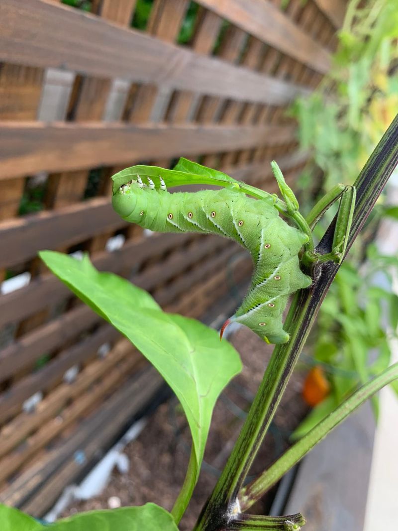 Large Missing Leaf Sections May Mean Hornworms Large Missing Leaf Sections May Mean Hornworms