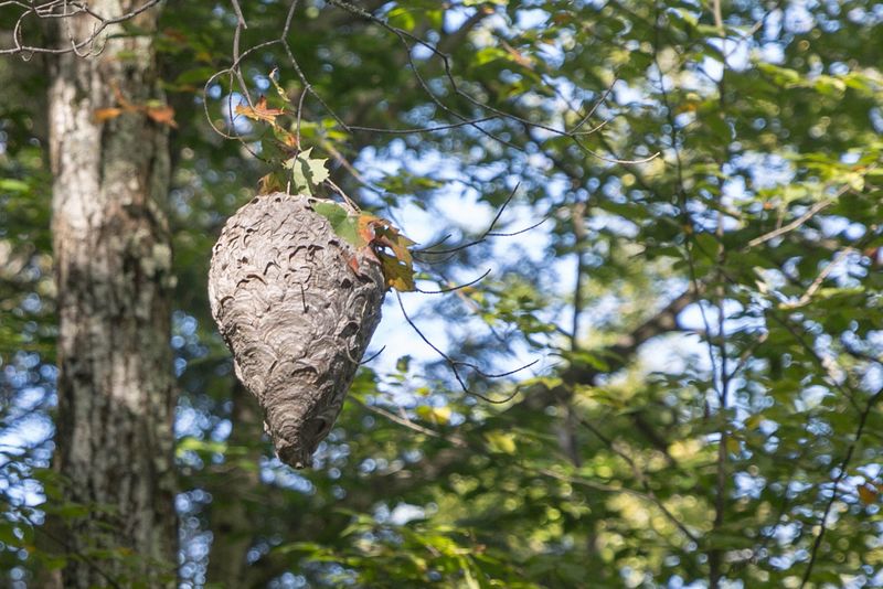 Large Nests Are Often Hidden High In Trees Large Nests Are Often Hidden High In Trees