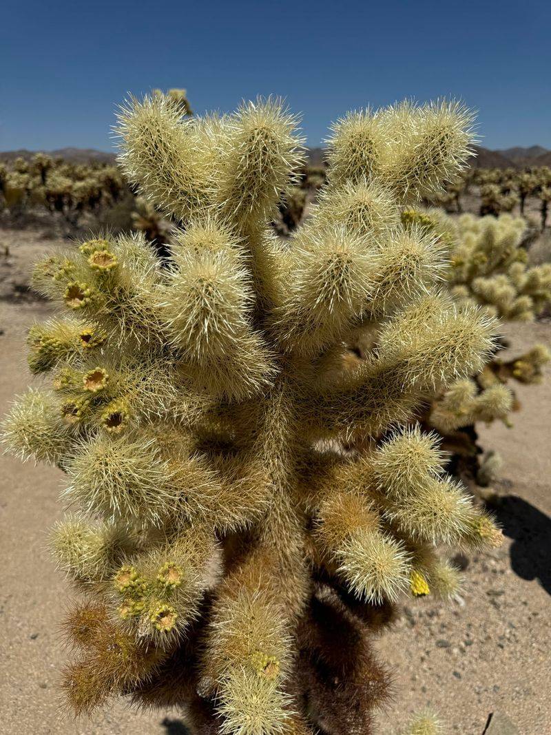 Large Or Awkward Plants May Need Professional Help