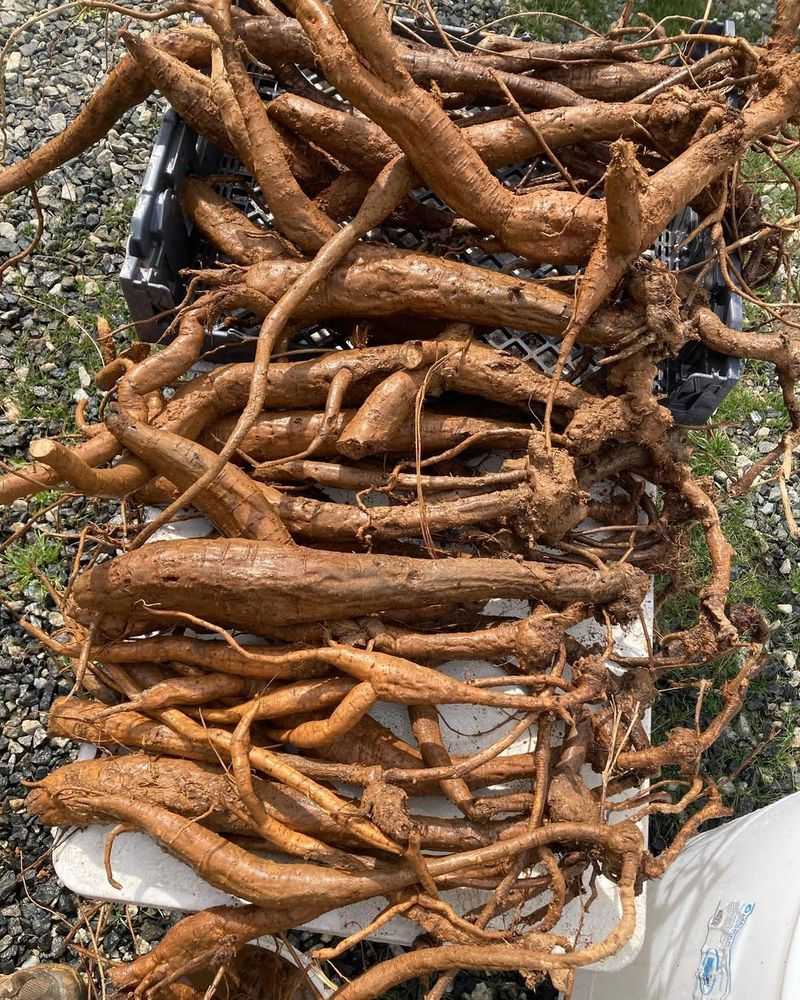 Large Root Crowns Store Plenty Of Energy Large Root Crowns Store Plenty Of Energy